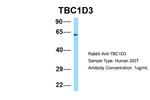 TBC1D3 Antibody in Western Blot (WB)
