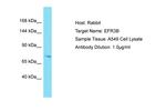 EFR3B Polyclonal Antibody