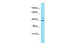 FAM45A Antibody in Western Blot (WB)