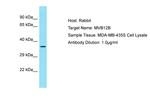 MVB12B Polyclonal Antibody