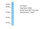CNGB3 Antibody in Western Blot (WB)