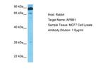 Fe65 Polyclonal Antibody