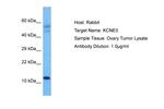 KCNE1L Polyclonal Antibody