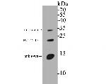 BCL2L15 Antibody in Western Blot (WB)
