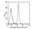Syntrophin alpha-1 Antibody in Flow Cytometry (Flow)