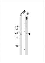 APOBEC3A Antibody in Western Blot (WB)