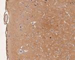 GABRA1 Antibody in Immunohistochemistry (Paraffin) (IHC (P))