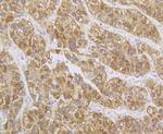 SPATA5L1 Antibody in Immunohistochemistry (Paraffin) (IHC (P))