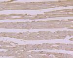 alpha Dystroglycan Antibody in Immunohistochemistry (Paraffin) (IHC (P))