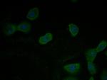 TMEM163 Antibody in Immunocytochemistry (ICC/IF)