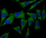 CNGA4 Polyclonal Antibody
