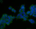 TMEM163 Antibody in Immunocytochemistry (ICC/IF)