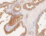 TMEM163 Antibody in Immunohistochemistry (Paraffin) (IHC (P))