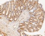 TMEM163 Antibody in Immunohistochemistry (Paraffin) (IHC (P))