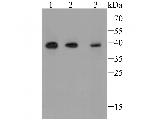 TMEM163 Antibody in Western Blot (WB)
