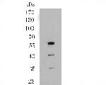 SHE Antibody in Western Blot (WB)
