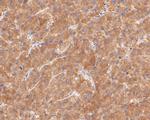 KCNK2 Antibody in Immunohistochemistry (Paraffin) (IHC (P))