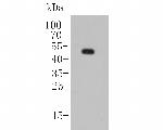 KCNK2 Antibody in Western Blot (WB)