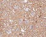 C19orf63 Antibody in Immunohistochemistry (Paraffin) (IHC (P))