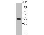 C19orf63 Antibody in Western Blot (WB)
