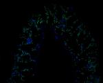 AP4E1 Polyclonal Antibody