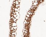 Beta-adaptin-like protein A Antibody in Immunohistochemistry (Paraffin) (IHC (P))