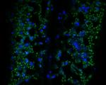 Beta-adaptin-like protein A Antibody in Immunohistochemistry (Paraffin) (IHC (P))