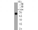 GSDMC Antibody in Western Blot (WB)