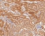 GM648 Antibody in Immunohistochemistry (Paraffin) (IHC (P))