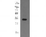 CCDC90A Antibody in Western Blot (WB)