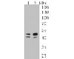 TMX4 Antibody in Western Blot (WB)