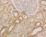SPATA13 Antibody in Immunohistochemistry (Paraffin) (IHC (P))