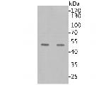 SARS-CoV-2 Nucleocapsid Antibody in Western Blot (WB)