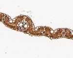 FMO Antibody in Immunohistochemistry (Paraffin) (IHC (P))