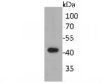 FMO Antibody in Western Blot (WB)
