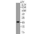 FMO Antibody in Western Blot (WB)