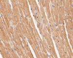 OXPAT Polyclonal Antibody