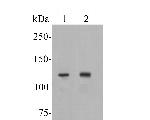 ATP8A1 Polyclonal Antibody