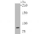 WDR70 Polyclonal Antibody