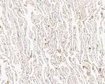 SLFN12 Antibody in Immunohistochemistry (Paraffin) (IHC (P))