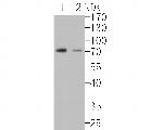 SLFN12 Antibody in Western Blot (WB)