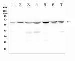 C9ORF72 Polyclonal Antibody