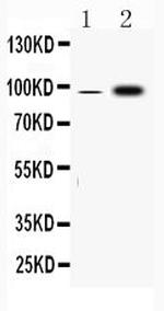 Fibrinogen alpha chain Polyclonal Antibody