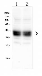 Cd8a Antibody in Western Blot (WB)