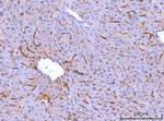 MRC1 Antibody in Immunohistochemistry (Paraffin) (IHC (P))