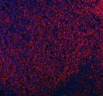 MRC1 Polyclonal Antibody