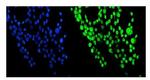 NUP214 Polyclonal Antibody