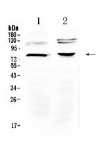 DVL3 Polyclonal Antibody