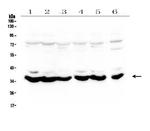 MT-ND4 Antibody in Western Blot (WB)