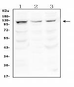 HERC5 Antibody in Western Blot (WB)